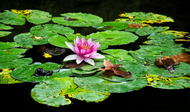 澳洲幸运8 数据分析图表